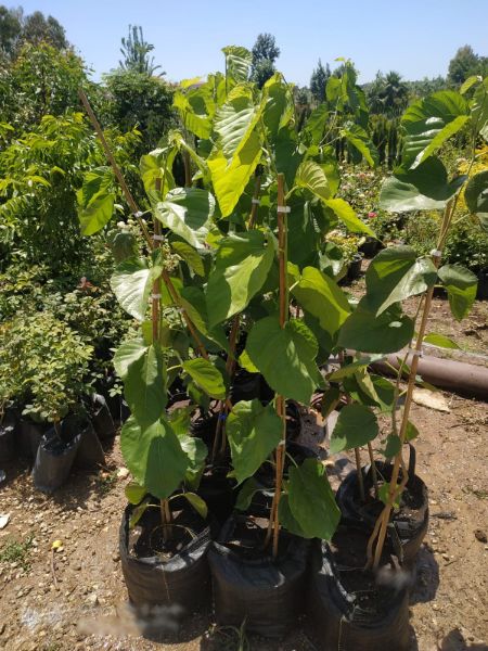 Picture of Berry Tree