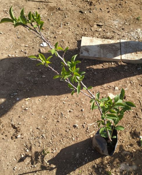 صورة شجرة برقوق