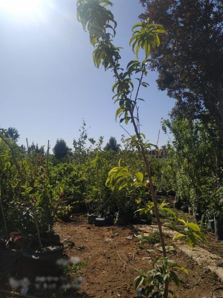 صورة شجرة نكترين
